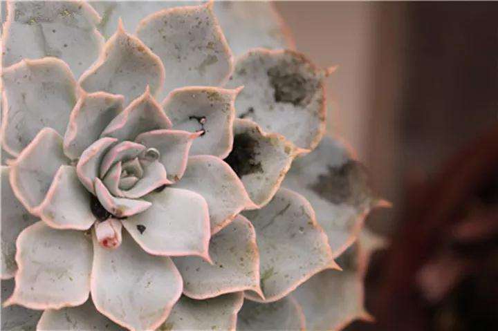 多肉叶子发霉 怎么办 赶紧摘 图片