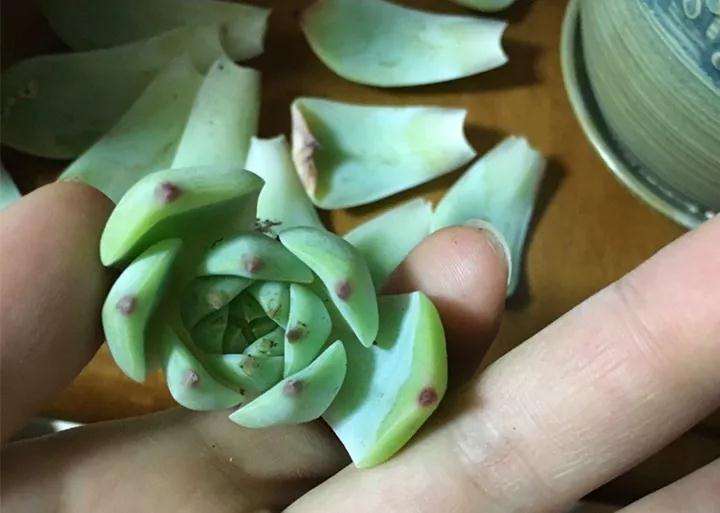 多肉叶子发霉 怎么办 赶紧摘 图片