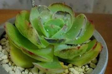 多肉叶子发霉 怎么办 赶紧摘 图片