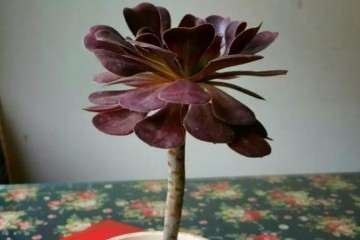 黑法师多肉怎么砍头的方法 图片