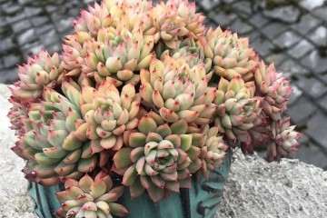 多肉植物的叶子 干枯了 怎么办 图片