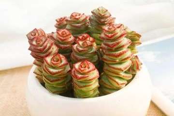 钱串多肉植物怎么浇水的方法 图片