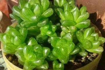 玉露多肉植物怎么浇水的方法 图片