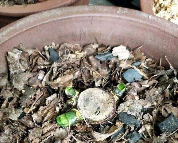 室内盆栽植物出现烂根 怎么办 图片