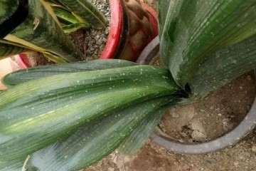 室内盆栽植物出现烂根 怎么办 图片