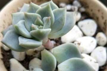 多肉植物怎么脱盆上盆的方法 图片