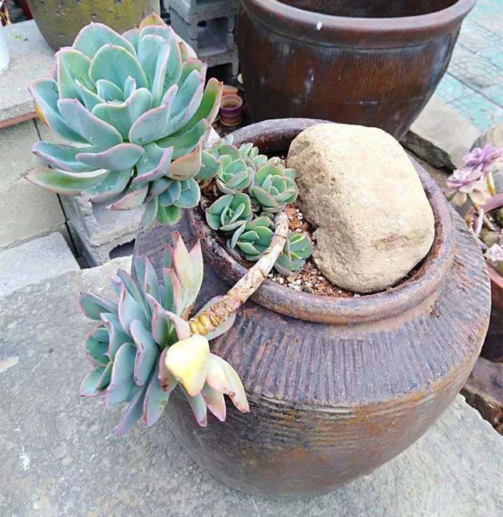 农村养多肉可以用沙子和煤渣吗 图片