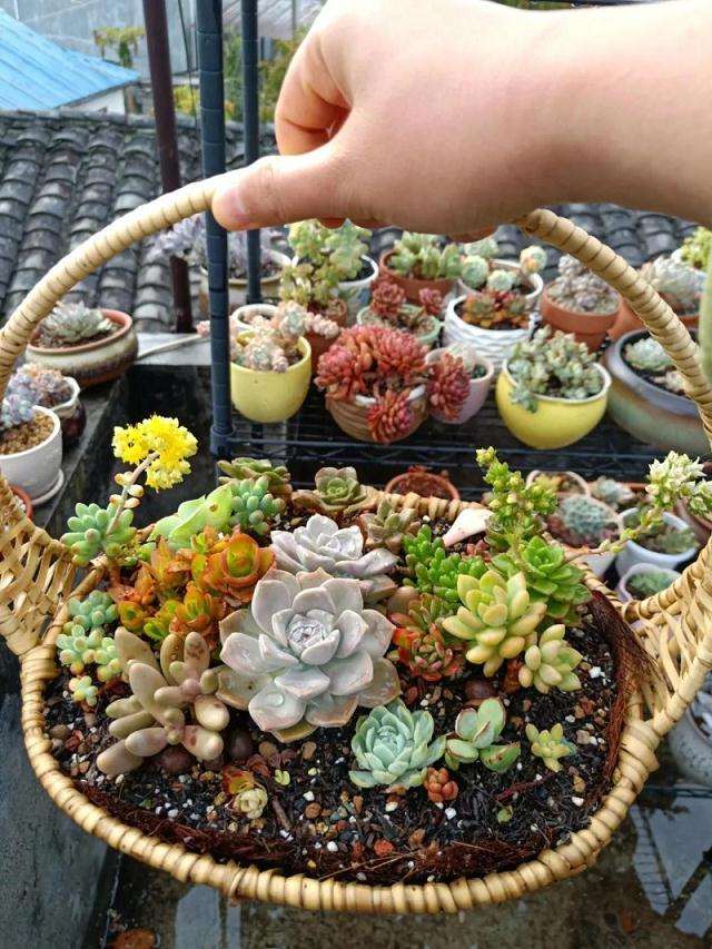 农村养多肉可以用沙子和煤渣吗 图片