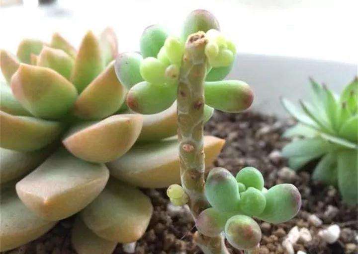 哪些多肉植物也可以砍头 图片