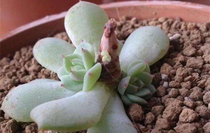 哪些多肉植物也可以砍头 图片