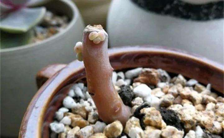 哪些多肉植物也可以砍头 图片