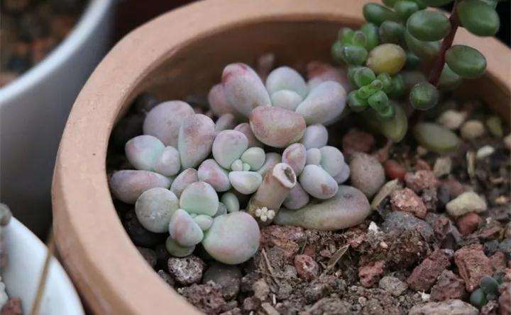 哪些多肉植物也可以砍头 图片