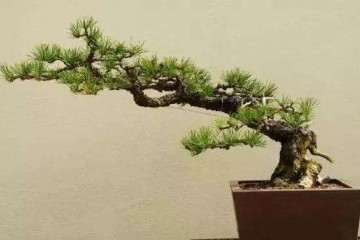 我爷爷还会做盆景 用一根铁丝铁蟠扎盆景