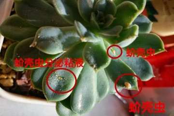 多肉植物得了蚧壳虫 怎么办 图片