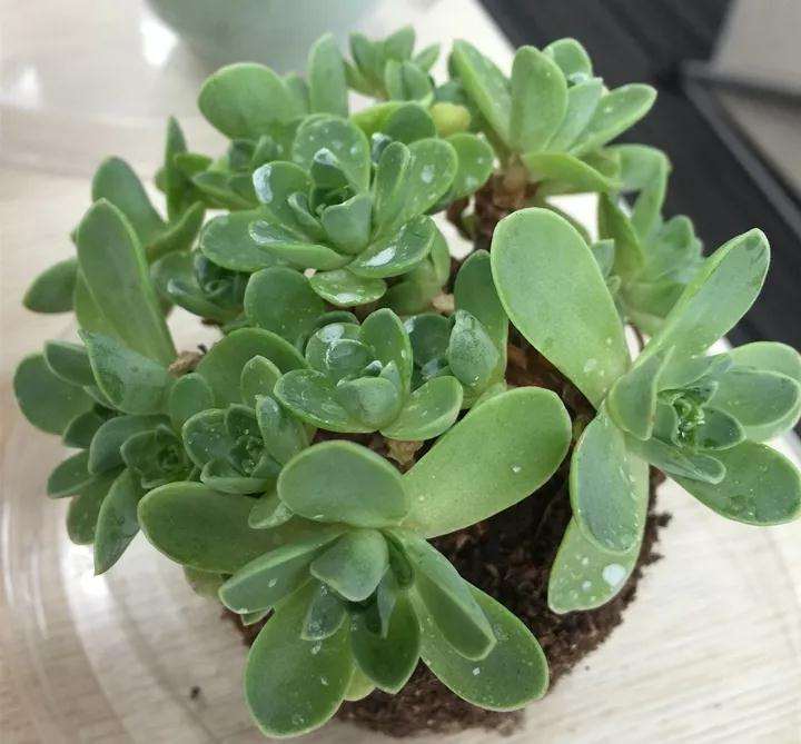 春季 多肉植物长虫子 怎么办 图片