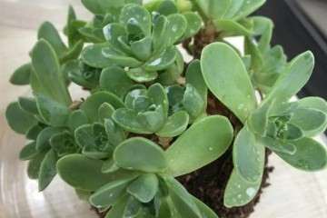春季 多肉植物长虫子 怎么办 图片