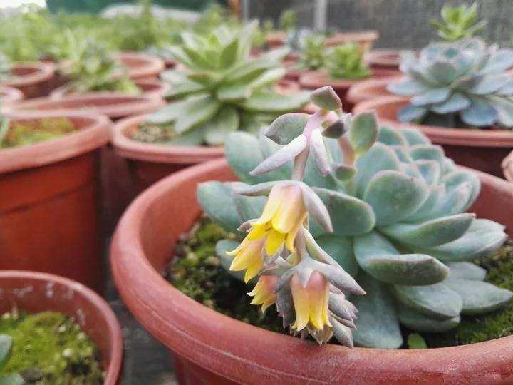 多肉植物的蚧壳虫怎么预防 图片