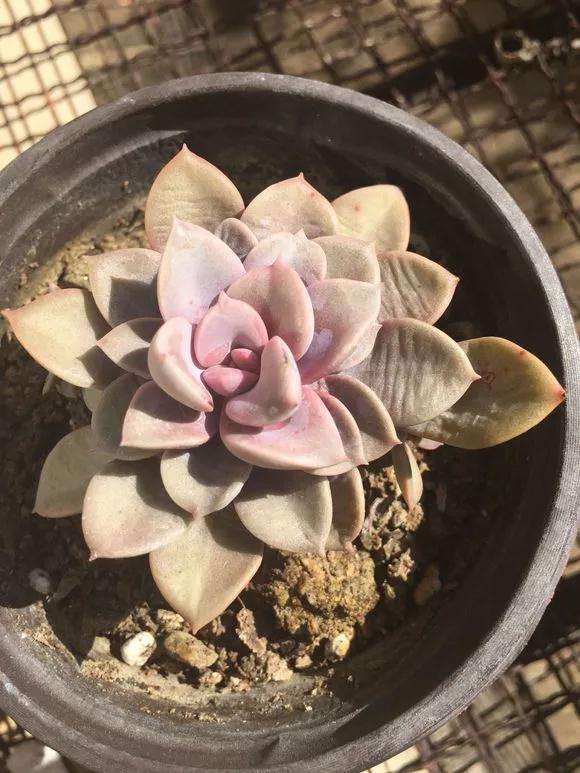 如何判断多肉植物缺水了 4个方法 图片