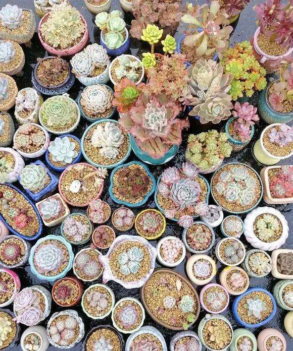 多肉植物如何浇水的方法 图片