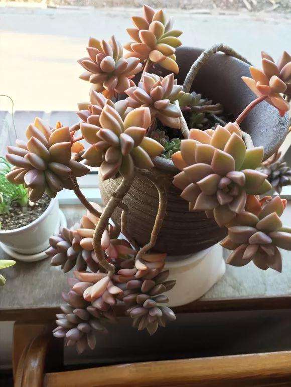 多肉植物如何浇水的方法 图片