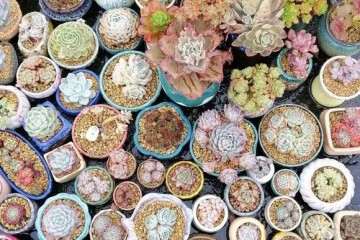 多肉植物如何浇水的方法 图片