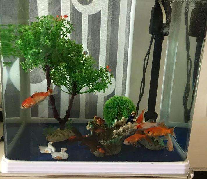 2个多肉植物怎么浇水的小秘诀 图片