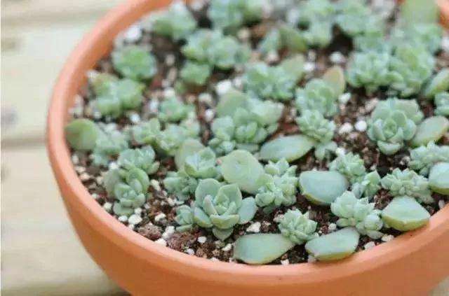 多肉植物什么情况下 可以淋雨 图片