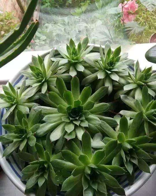 多肉植物什么情况下 可以淋雨 图片