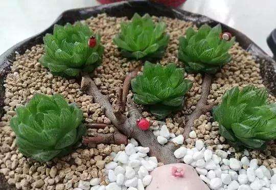 多肉植物什么情况下 可以淋雨 图片