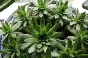 多肉植物什么情况下 可以淋雨 图片