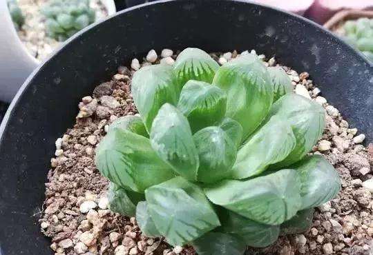 多肉植物什么情况下不能淋雨 图片