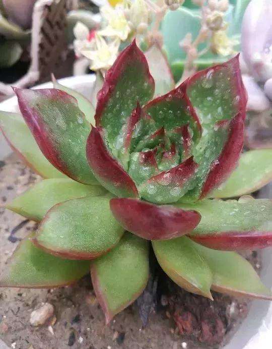 多肉植物什么情况下不能淋雨 图片