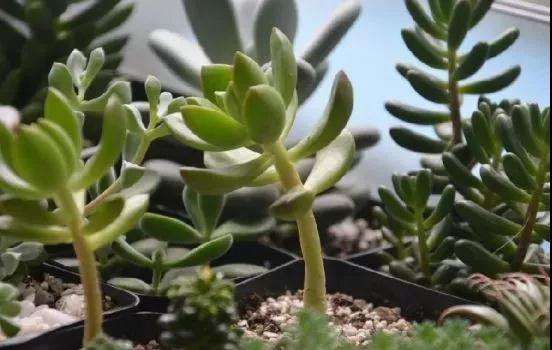 多肉植物什么情况下不能淋雨 图片