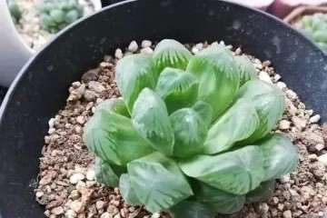 多肉植物什么情况下不能淋雨 图片