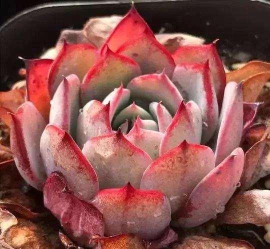 多肉植物淋雨太多了怎么办 图片