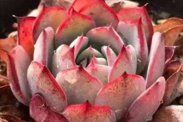 多肉植物淋雨太多了怎么办 图片