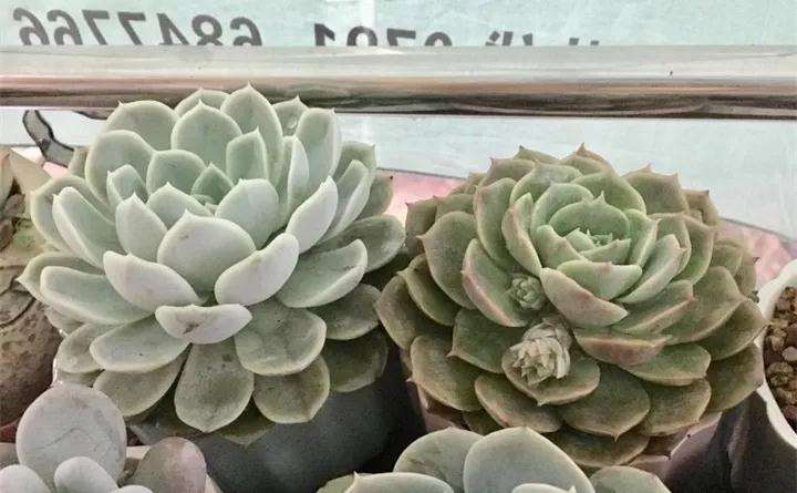 哪些多肉植物 春季必须换盆 图片