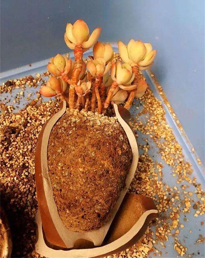 哪些多肉植物 春季必须换盆 图片