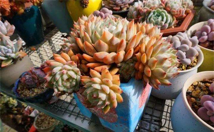 多肉植物换盆后 长势迅猛 怎么办 图片