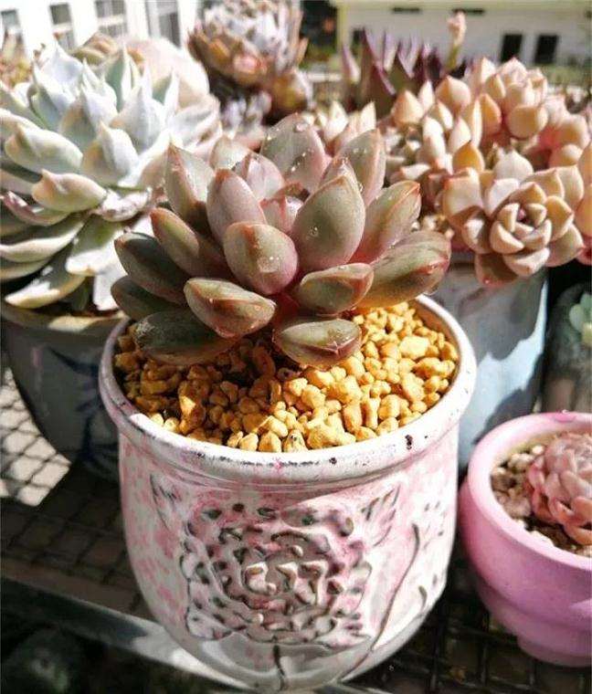 多肉植物换盆后 长势迅猛 怎么办 图片