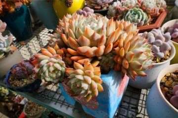 多肉植物换盆后 长势迅猛 怎么办 图片