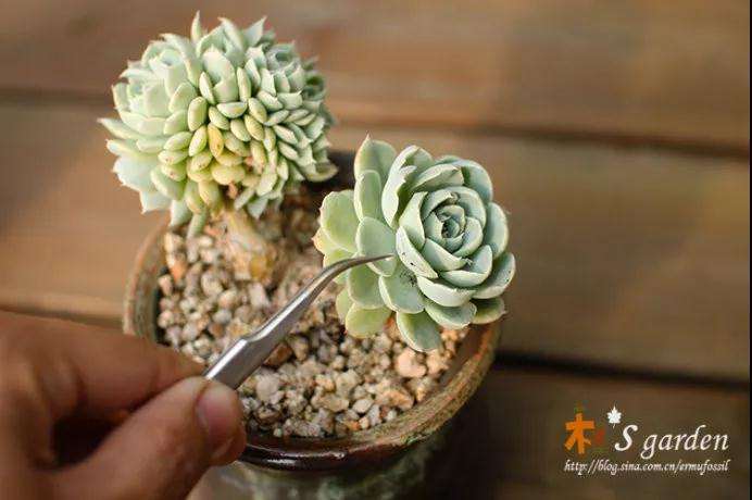 多肉植物怎么杀蚧壳虫的方法 图片