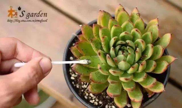 多肉植物怎么杀蚧壳虫的方法 图片