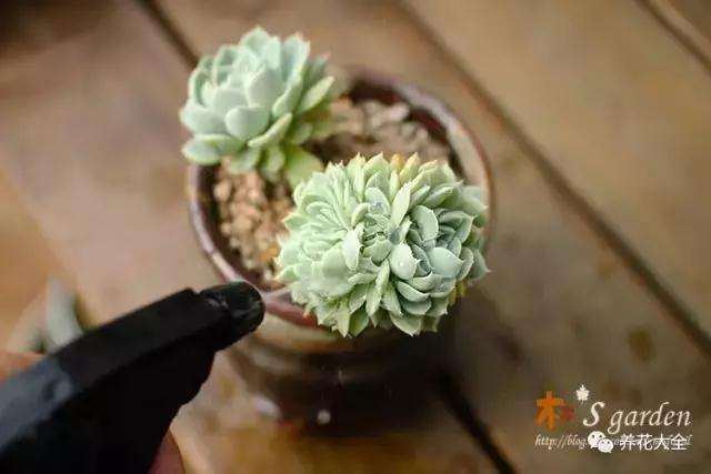 多肉植物怎么杀蚧壳虫的方法 图片