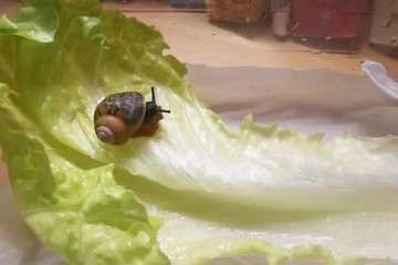 多肉叶片上有蜗牛怎么办 图片