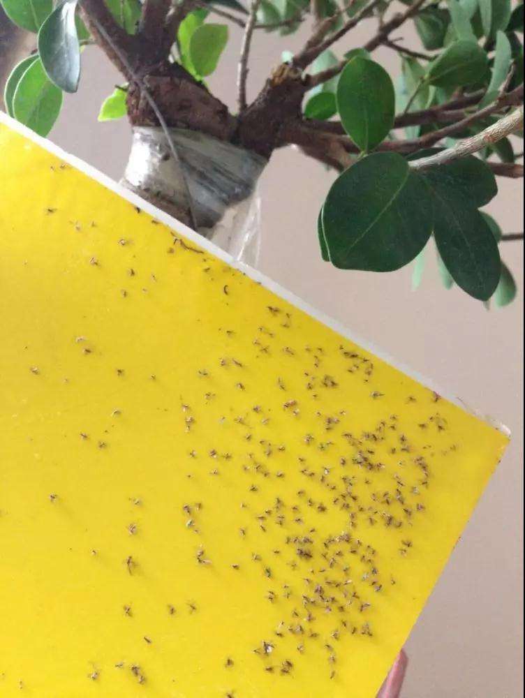 多肉植物有小黑飞 怎么办 图片