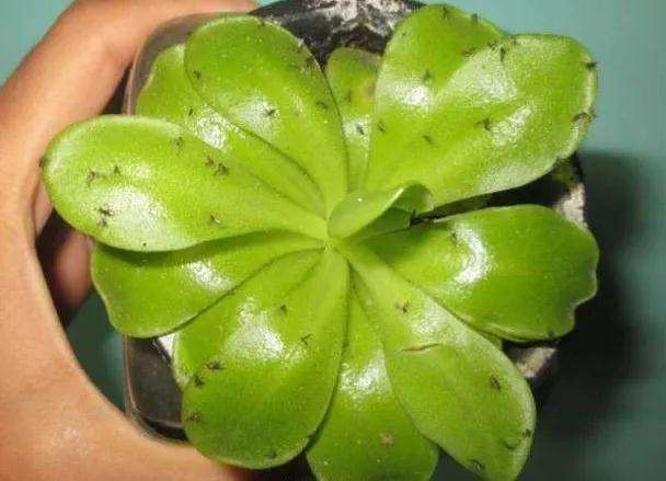 多肉植物有小黑飞 怎么办 图片