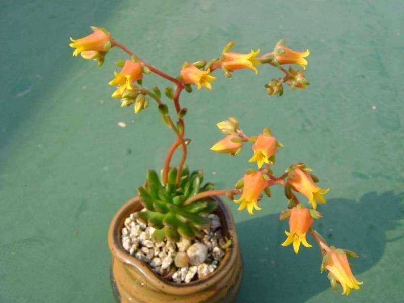 多肉可以开花 但叶子很快皱了 怎么办