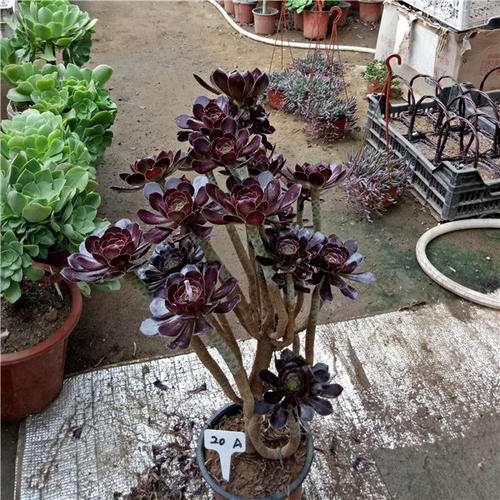 什么多肉植物爱开花 图片