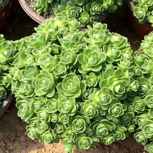 什么多肉植物爱开花 图片